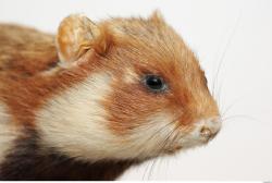 Head Hamster